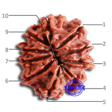 Load image into Gallery viewer, 10 Mukhi Nepalese Rudraksha - Bead No. 355