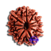 Load image into Gallery viewer, 10 Mukhi Nepalese Rudraksha - Bead No. 355
