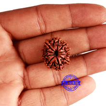 Load image into Gallery viewer, 10 Mukhi Nepalese Rudraksha - Bead No. 355