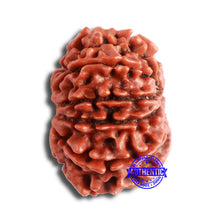 Load image into Gallery viewer, 10 Mukhi Nepalese Rudraksha - Bead No. 355