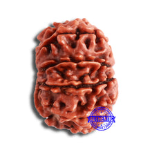Load image into Gallery viewer, 10 Mukhi Nepalese Rudraksha - Bead No. 355