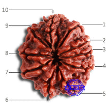 Load image into Gallery viewer, 10 Mukhi Nepalese Rudraksha - Bead No 356