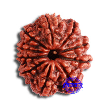 Load image into Gallery viewer, 10 Mukhi Nepalese Rudraksha - Bead No 356