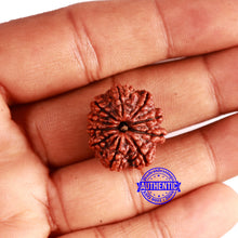 Load image into Gallery viewer, 10 Mukhi Nepalese Rudraksha - Bead No 356
