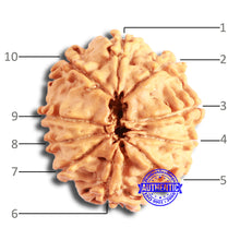 Load image into Gallery viewer, 10 Mukhi Nepalese Rudraksha - Bead No. 357