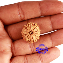 Load image into Gallery viewer, 10 Mukhi Nepalese Rudraksha - Bead No. 357