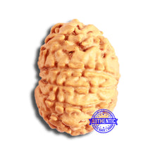 Load image into Gallery viewer, 10 Mukhi Nepalese Rudraksha - Bead No. 357
