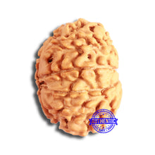 Load image into Gallery viewer, 10 Mukhi Nepalese Rudraksha - Bead No. 357