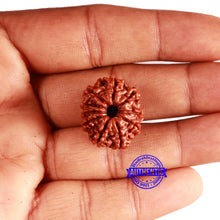 Load image into Gallery viewer, 10 Mukhi Nepalese Rudraksha - Bead No. 358
