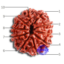 Load image into Gallery viewer, 10 Mukhi Nepalese Rudraksha - Bead No 359