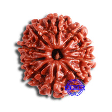 Load image into Gallery viewer, 10 Mukhi Nepalese Rudraksha - Bead No 359