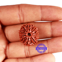 Load image into Gallery viewer, 10 Mukhi Nepalese Rudraksha - Bead No 359