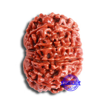 Load image into Gallery viewer, 10 Mukhi Nepalese Rudraksha - Bead No 359