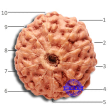 Load image into Gallery viewer, 10 Mukhi Rudraksha from Indonesia - Bead No. 68