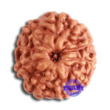 Load image into Gallery viewer, 10 Mukhi Rudraksha from Indonesia - Bead No. 68