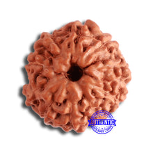 Load image into Gallery viewer, 10 Mukhi Rudraksha from Indonesia - Bead No. 91
