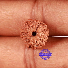 Load image into Gallery viewer, 10 Mukhi Rudraksha from Indonesia - Bead No. 91