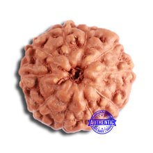 Load image into Gallery viewer, 10 Mukhi Rudraksha from Indonesia - Bead No. 94