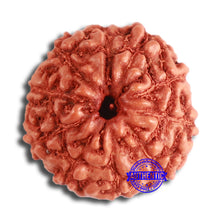 Load image into Gallery viewer, 10 Mukhi Rudraksha from Indonesia - Bead No. 95