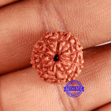 Load image into Gallery viewer, 10 Mukhi Rudraksha from Indonesia - Bead No. 95
