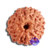 Load image into Gallery viewer, 10 Mukhi Rudraksha from Indonesia - Bead No. 96