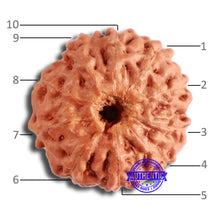 Load image into Gallery viewer, 10 Mukhi Rudraksha from Indonesia - Bead No. 96