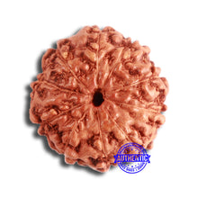 Load image into Gallery viewer, 10 Mukhi Rudraksha from Indonesia - Bead No. 98