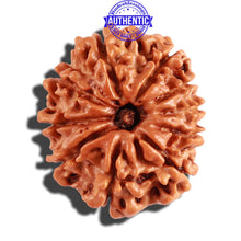 Load image into Gallery viewer, 10 Mukhi Nepalese Rudraksha - Bead No. 236