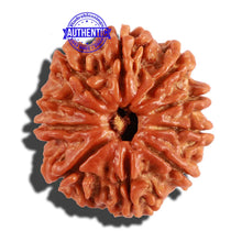 Load image into Gallery viewer, 10 Mukhi Nepalese Rudraksha - Bead No. 237