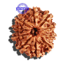 Load image into Gallery viewer, 10 Mukhi Nepalese Rudraksha - Bead No. 285