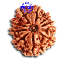 Load image into Gallery viewer, 10 Mukhi Nepalese Rudraksha - Bead No. 347