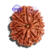 Load image into Gallery viewer, 10 Mukhi Nepalese Rudraksha - Bead No. 260