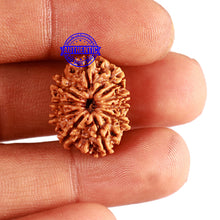 Load image into Gallery viewer, 10 Mukhi Nepalese Rudraksha - Bead No 282