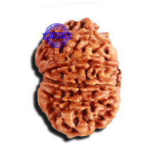 Load image into Gallery viewer, 10 Mukhi Nepalese Rudraksha - Bead No 283