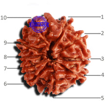 Load image into Gallery viewer, 10 Mukhi Nepalese Rudraksha - Bead No 284