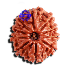 Load image into Gallery viewer, 10 Mukhi Nepalese Rudraksha - Bead No. 299