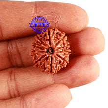 Load image into Gallery viewer, 10 Mukhi Nepalese Rudraksha - Bead No. 299