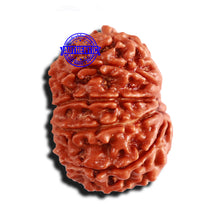 Load image into Gallery viewer, 10 Mukhi Nepalese Rudraksha - Bead No. 299