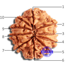 Load image into Gallery viewer, 10 Mukhi Nepalese Rudraksha - Bead No. 361