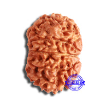 Load image into Gallery viewer, 10 Mukhi Nepalese Rudraksha - Bead No. 362