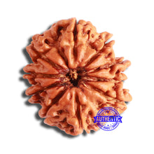 Load image into Gallery viewer, 10 Mukhi Nepalese Rudraksha - Bead No. 363