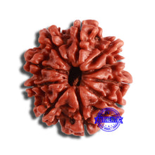 Load image into Gallery viewer, 10 Mukhi Nepalese Rudraksha - Bead No. 364