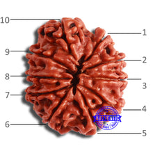 Load image into Gallery viewer, 10 Mukhi Nepalese Rudraksha - Bead No 367