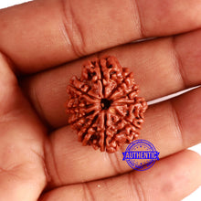 Load image into Gallery viewer, 10 Mukhi Nepalese Rudraksha - Bead No 367