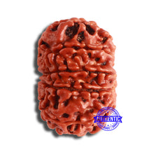 Load image into Gallery viewer, 10 Mukhi Nepalese Rudraksha - Bead No 367