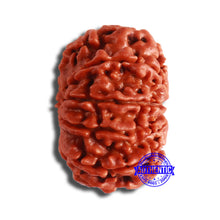 Load image into Gallery viewer, 10 Mukhi Nepalese Rudraksha - Bead No 367