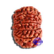 Load image into Gallery viewer, 10 Mukhi Nepalese Rudraksha - Bead No 368