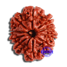 Load image into Gallery viewer, 10 Mukhi Nepalese Rudraksha - Bead No. 369
