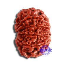 Load image into Gallery viewer, 10 Mukhi Nepalese Rudraksha - Bead No. 369