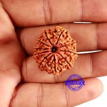 Load image into Gallery viewer, 10 Mukhi Nepalese Rudraksha - Bead No. 370